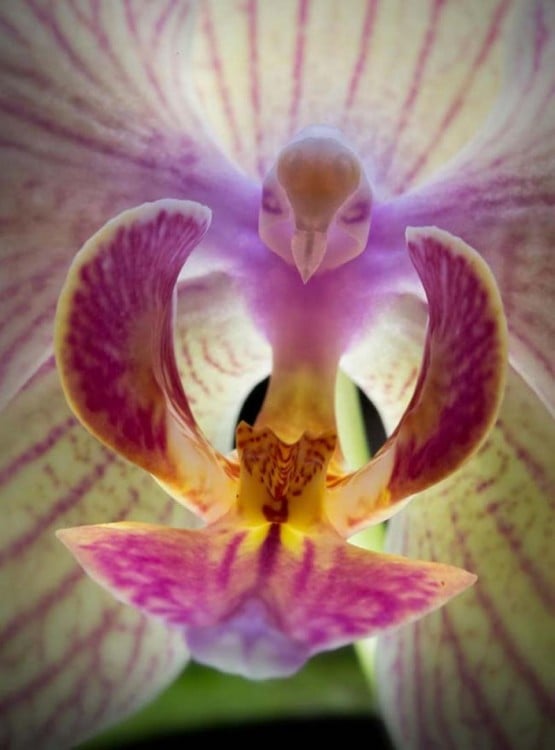 Imagen de una flor que simula una polilla doblada a la mitad 