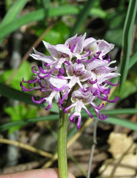 Ramito de orquídea con diferentes hojas que parecen personas 