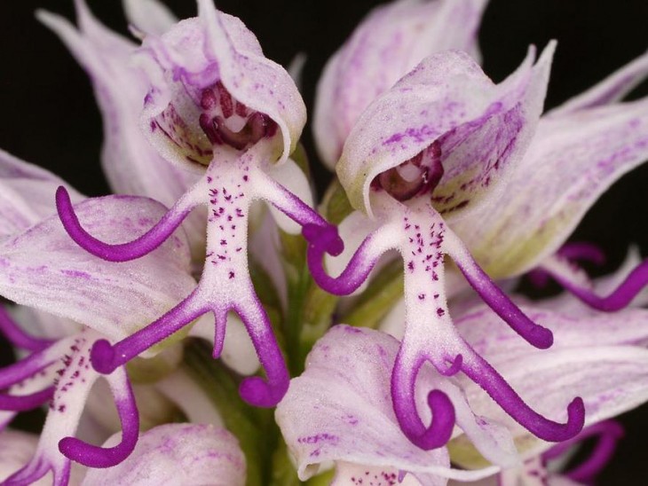 Flor orquídea que simula dos personas tomadas de la mano 