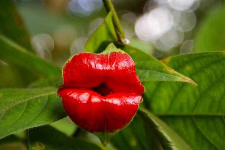 Flor que simula tener unos labios pintados de rojo 