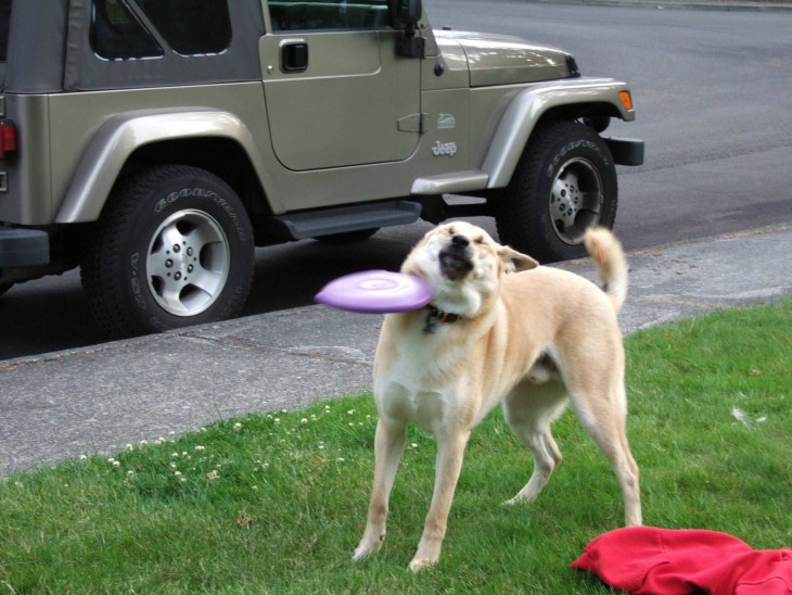 perro que le pega un frisbee en la cara