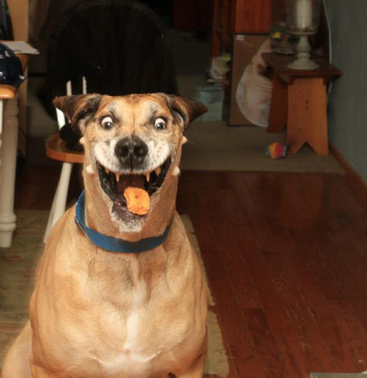 perro con cara de idiota comiendo