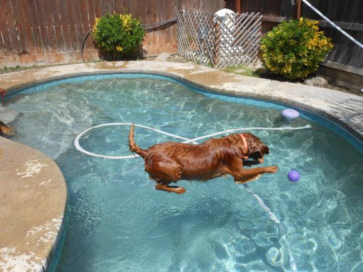 perro que aprece que vuela en la piscina