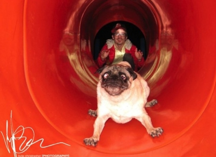 perro pug en un tobogan con cara de miedo