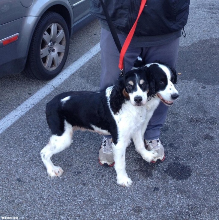 perro cocker spaniel con dos cabezas