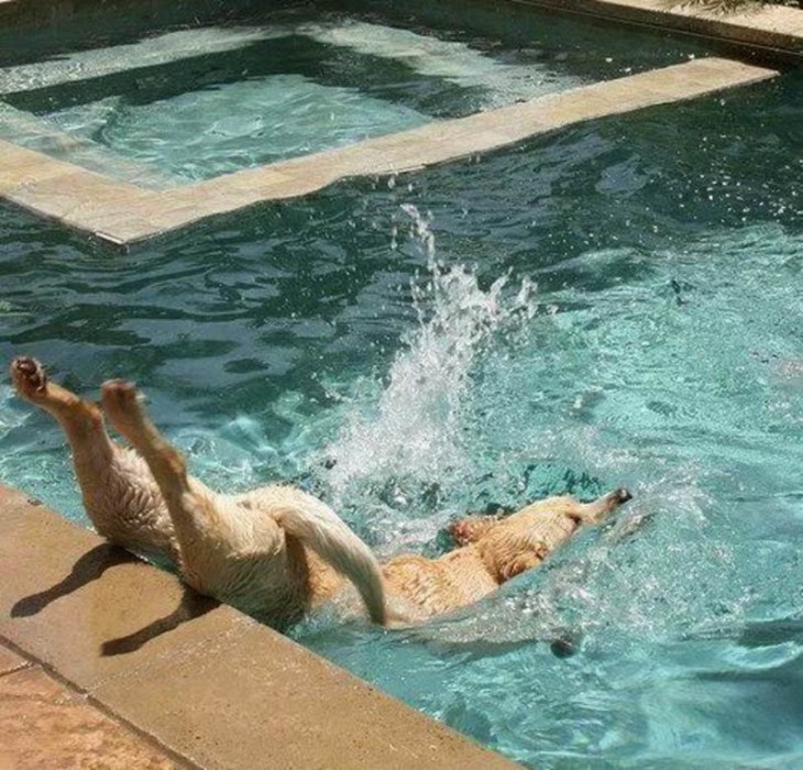 perro que cae al agua de la piscina