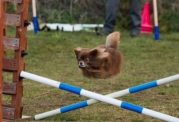 perro saltando vallas sin piernas