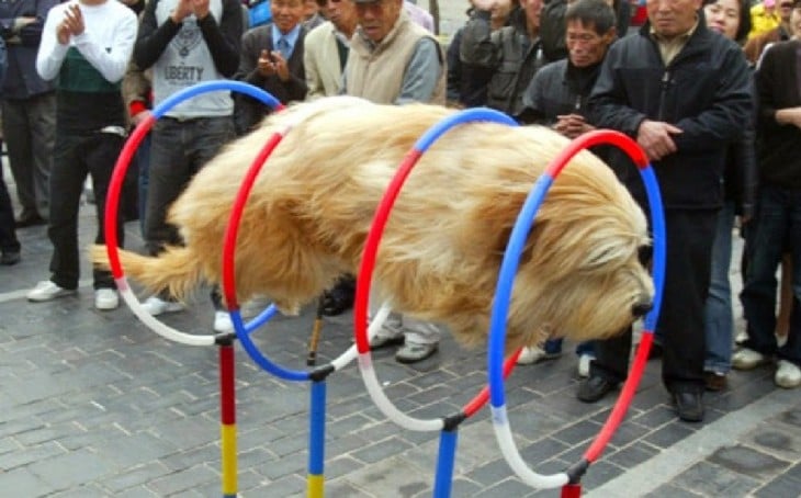 perro felpudo pasando por aros