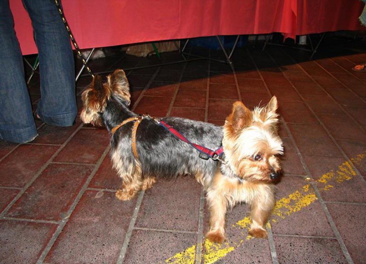 perro con dos cabezas