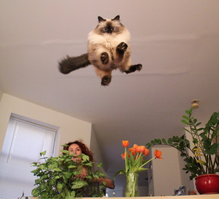 Gato da un fuerte salto sobre una barra con plantas 