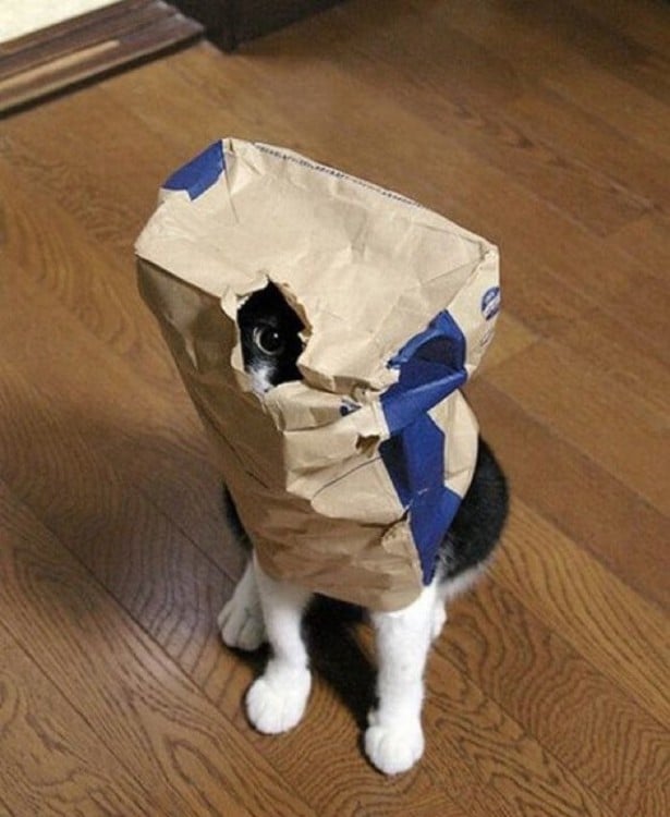 Gato con una bolsa de papel sobre él 