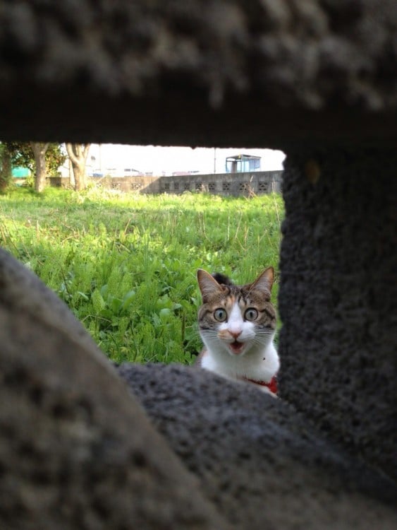 Gato tras unas piedras que forman un cuadro con cara de sorpresa 