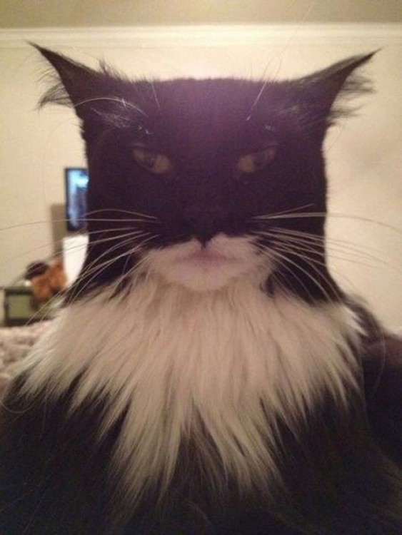 Cara de gato negro con mancha blanca en el pecho y con un cierto parecido al superhéroe Batman 