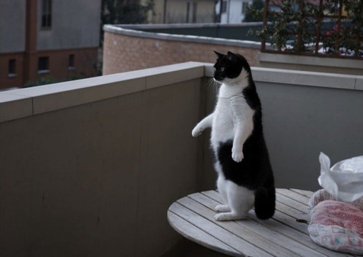 Gato parado en dos patas sobre una mesa redonda con un color y pose parecida a la de un pingüino 