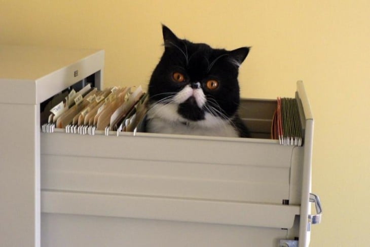 Gato dentro de un archivero de papeles con la cabeza fuera 