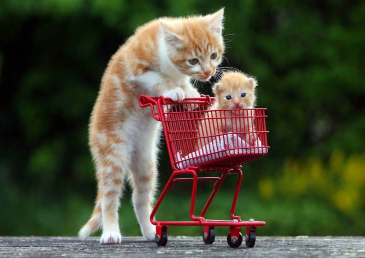 Gato empujando un carrito de compras con un pequeño gatito dentro 