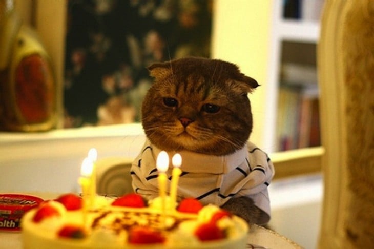 Gato frente a un pastel de cumpleaños con unas velas encendidas 