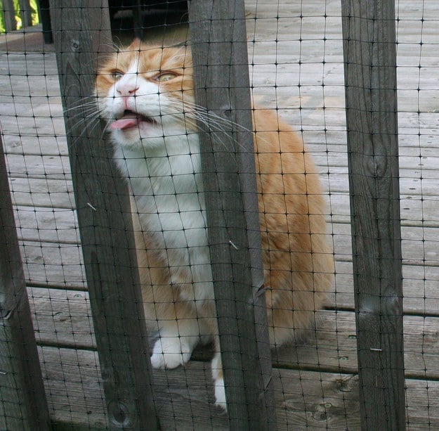 Gato detrás de una valla con la lengua de fuera y lamiendo una parte de valla 