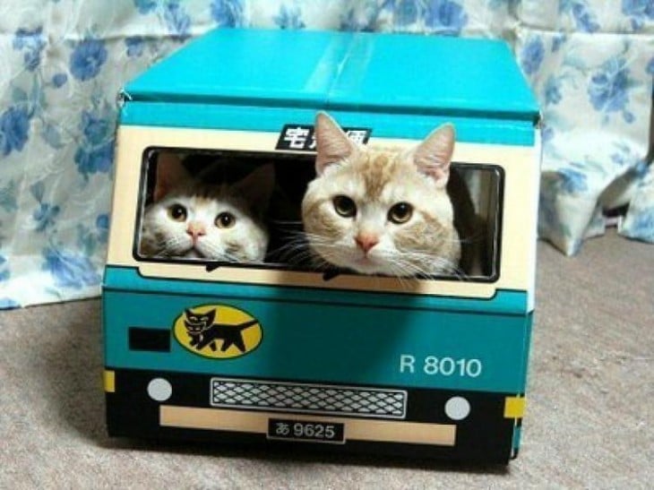 Dos gatos dentro de un autobús hecho de cartón en color azul 