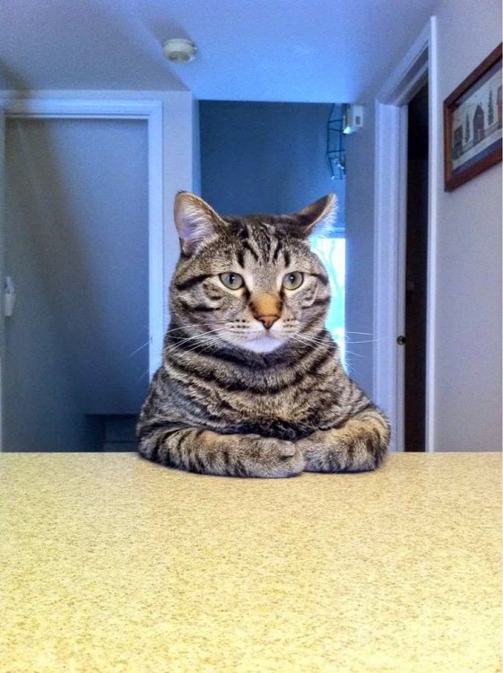 Gato con las patas delanteras sobre una mesa y mirando fijamente hacia enfrente 