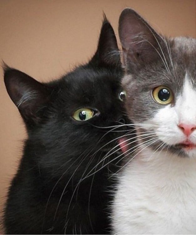 Un gato negro lamiendo a otro gato blanco con gris 