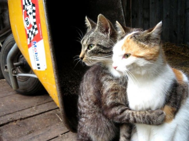 Un gato abrazando con dos patas a otro gato 