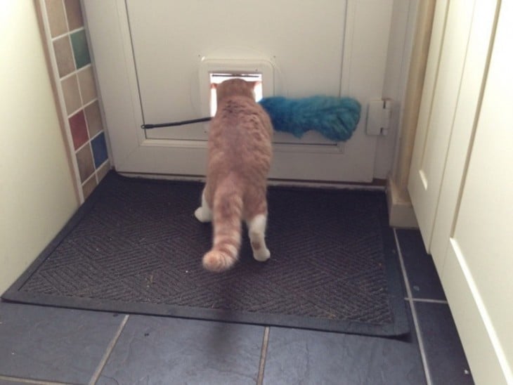 Gato dirigiéndose hacia la puerta con un plumero en el hocico 