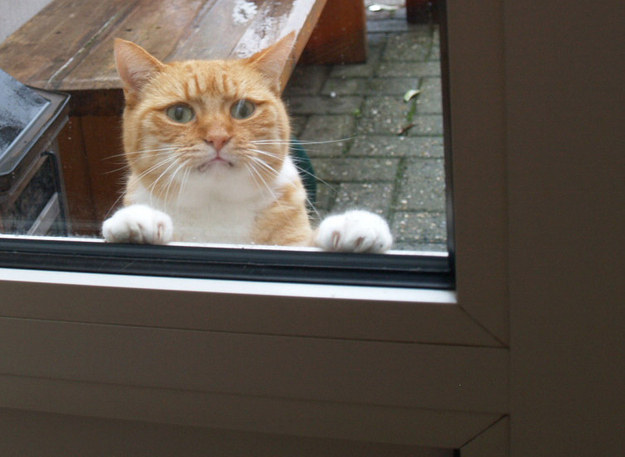 Un gato fuera de casa asomando su cabeza por una ventana 