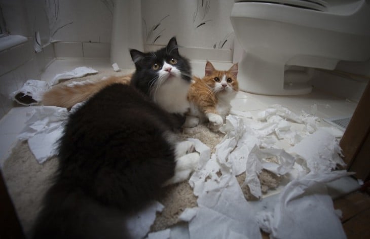 Dos gatos tirados sobre el piso de un baño con trozos de papel alrededor 