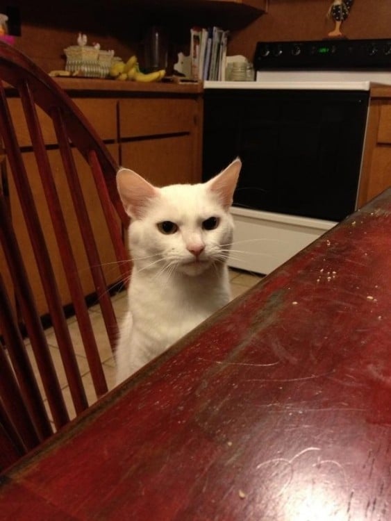 Un gato sentado en una silla frente al comedor con cara de enojado 