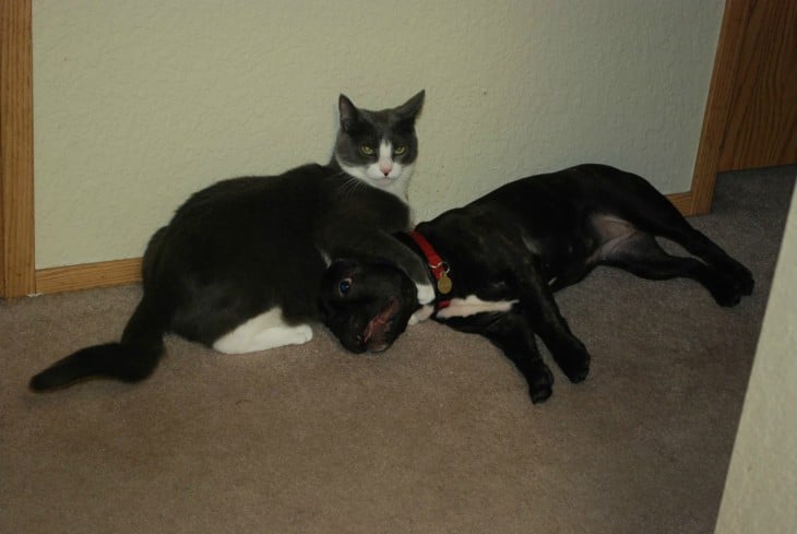 Gato negro con sus patas enredadas alrededor del cuello de un perro 