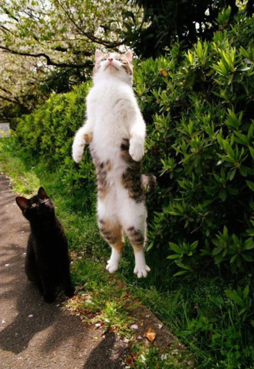 Dos gatos al aire libre, uno sentado en el suelo y el otro dando un gran salto 