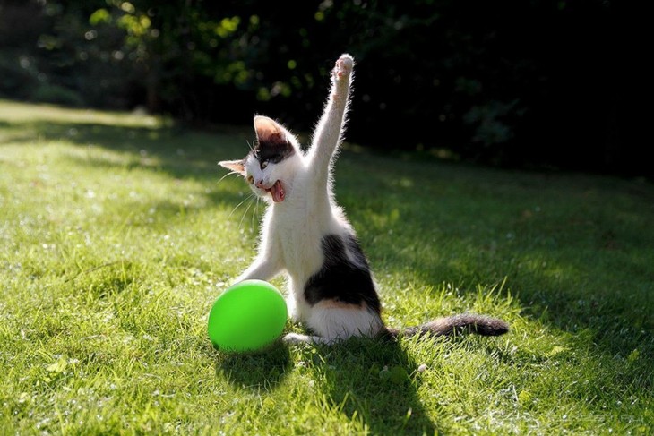 Gato en un área verde con una pata arriba y un globo en color verde frente a él 