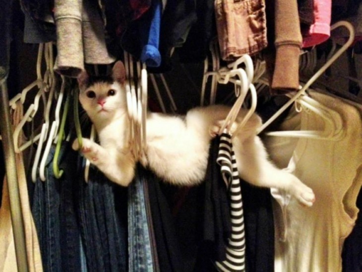 Gato entre ganchos de ropa en un closet 