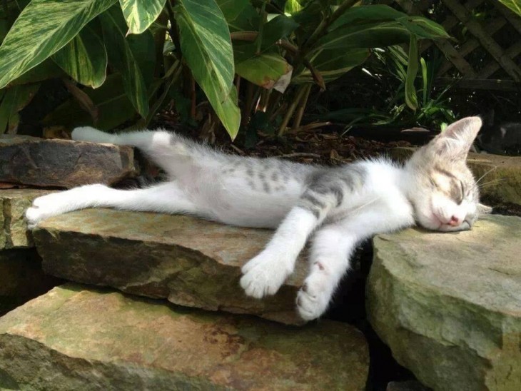Gato dormido sobre algunas piedras al aire libre 