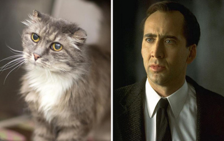 Gatos Que Se Parecen A Nicolas Cage