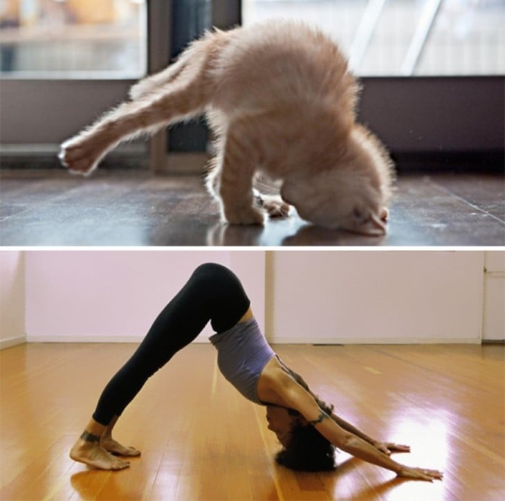 chica y gato haciendo Yoga