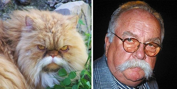 Gatos Que Se Parecen A Wilford Brimley