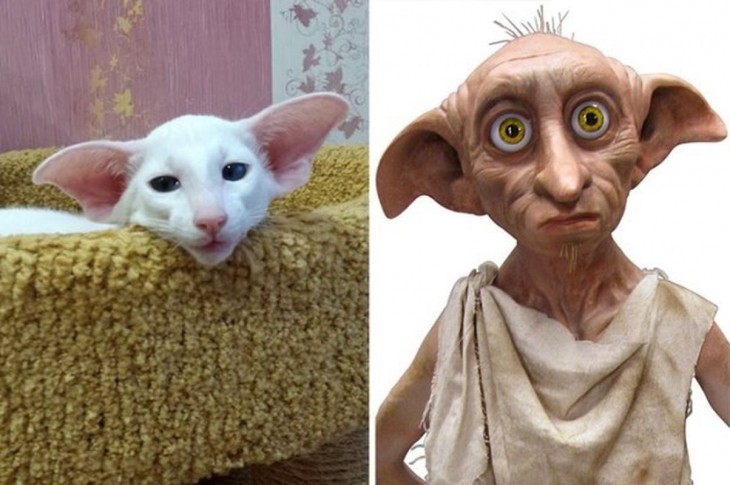 Gatos Que Se Parecen A Dobby