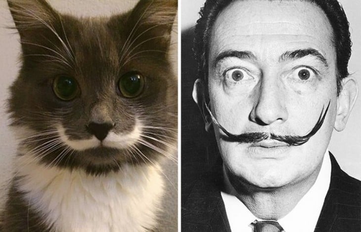 Gatos Que Se Parecen A Salvador Dalí 