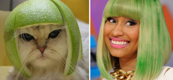 Gatos Que Se Parecen A Nicky Minaj