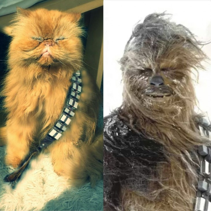 Gatos Que Se Parecen A Chewbacca