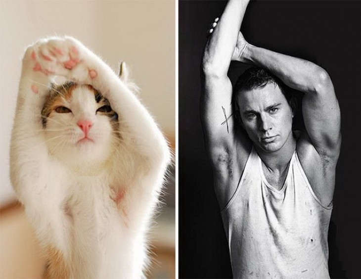 Gatos Que Se Parecen A Chaning Tatum