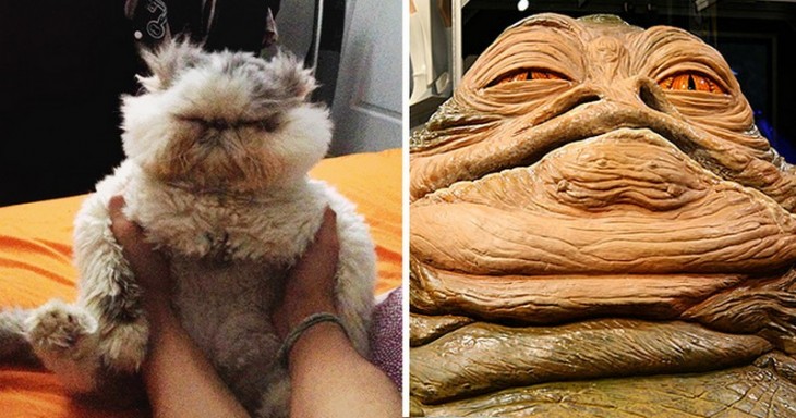 Gatos Que Se Parecen A Jabba The Hutt