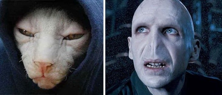 Gatos Que Se Parecen A Voldemort