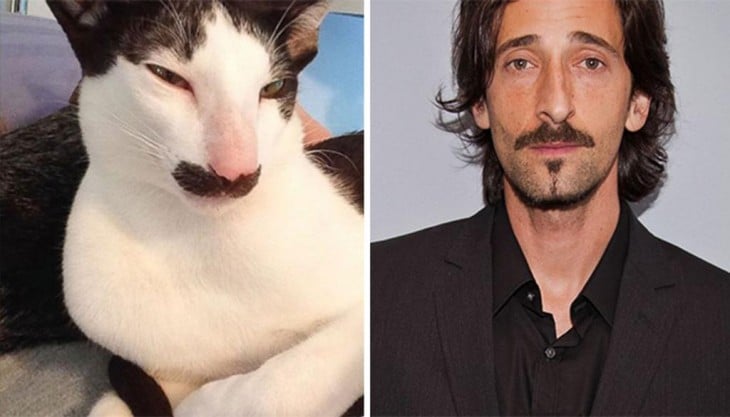 Gatos Que Se Parecen A Adrien Brody