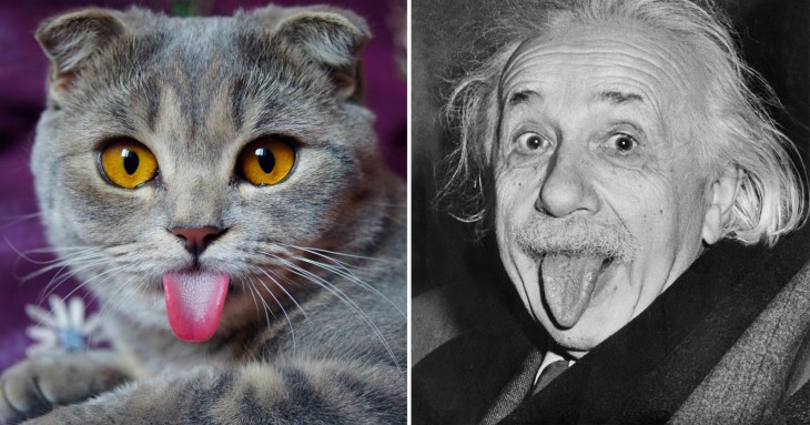 Gatos Que Se Parecen A Einstein