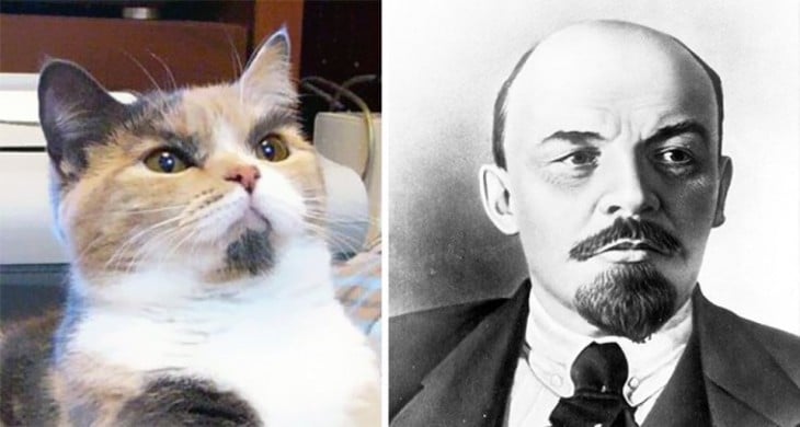 Gatos Que Se Parecen A Lenin