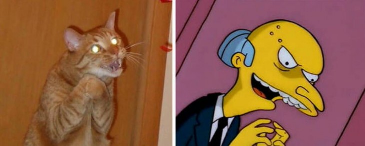 Gatos Que Se Parecen A Mr Burns