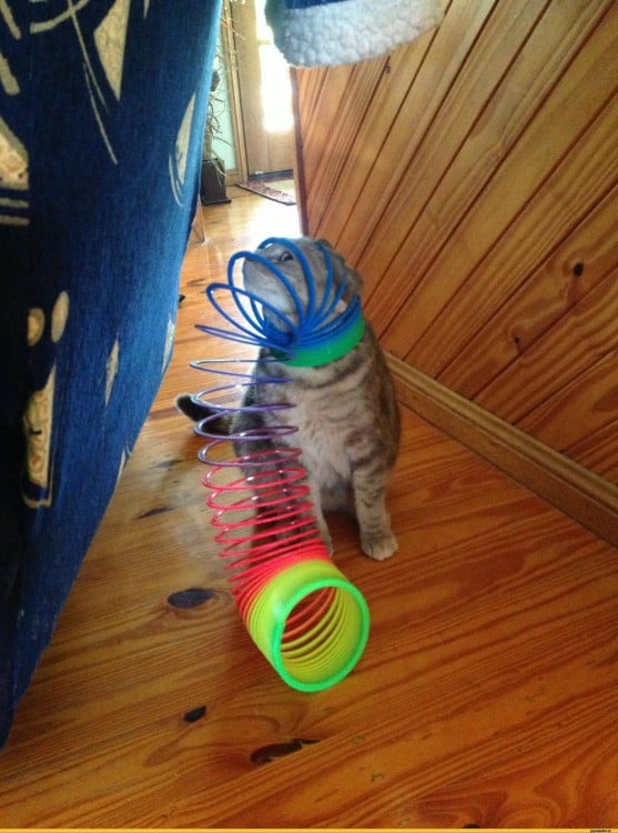 Gato atrapado en juego de colores